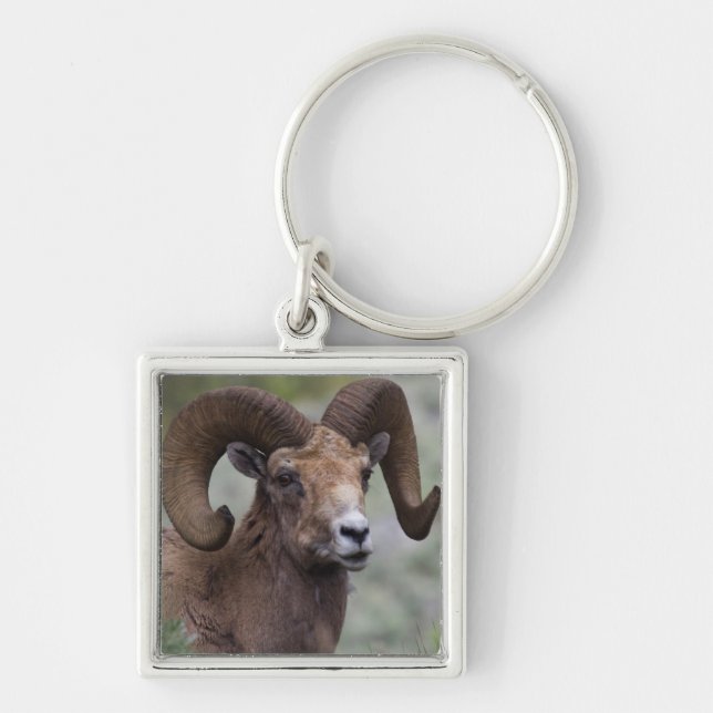 Porte-clés Rocky Mountain Bighorn Sheep Ram (Devant)