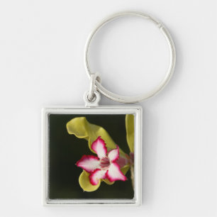 Porte-clés Rose du désert (Adenium Obesum), Afrique du Sud