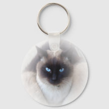 Sat siamé aux yeux bleus