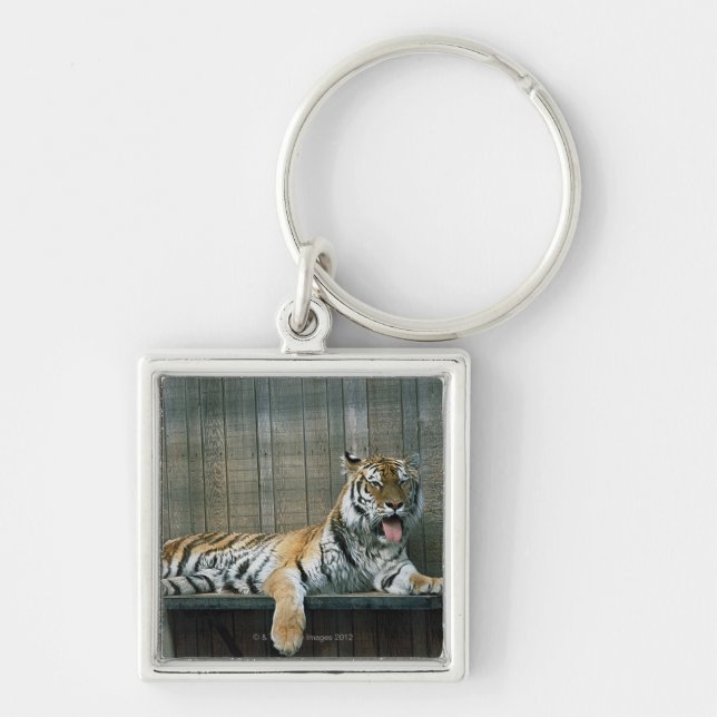 Porte-clés Tigre de baîllement dans la cage au zoo (Devant)
