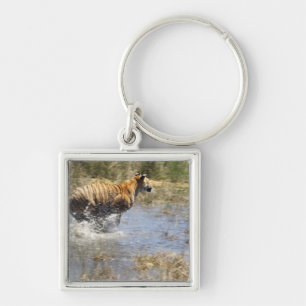 Porte-clés Tigre (Panthera le Tigre) fonctionnant par l'eau