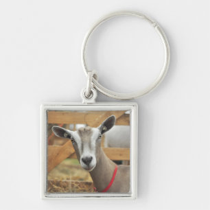 Porte-clés Toggenburg Dairy Chèvre Doe