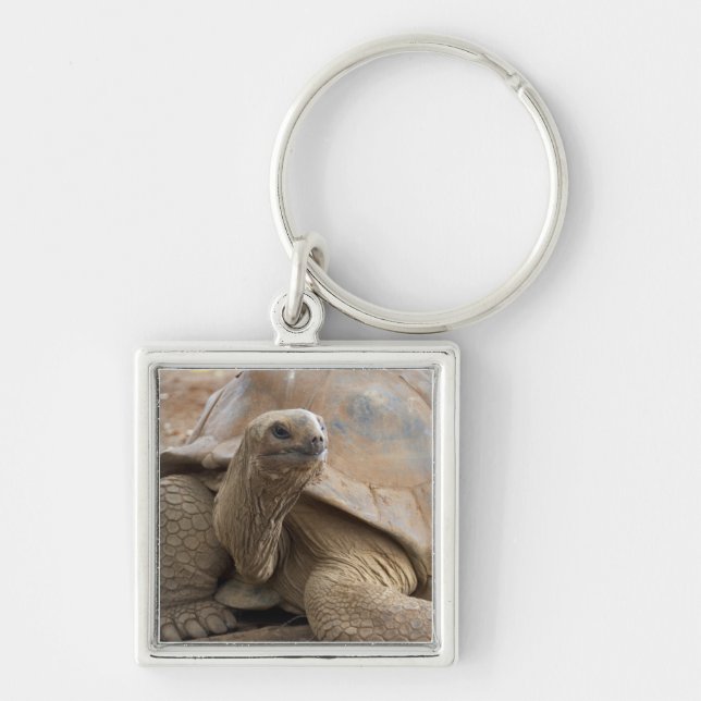 Porte-clés Tortue de terre de Seychelle Aldabran (Devant)