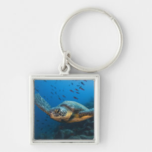 Porte-clés Tortue noire (verte) (Chelonia agassizi)
