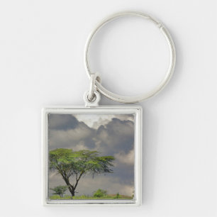 Porte-clés Umbrella Thorn Acacia, Acacia tortilis et 2