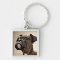 Un chiot Brindle de boxeur recherchant