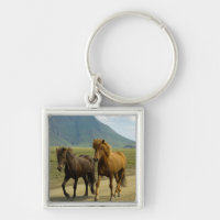 Une paire de poneys islandais Brown