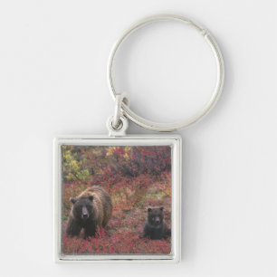 Porte-clés USA, Alaska, Denali National Park. Ours grizzli