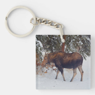Porte-clés Vache d'orignal sauvage canadienne en neige hivern