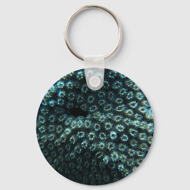 Porte-clés Variole de mer (Recto)