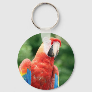 Porte-clés visage écarlate de macaw