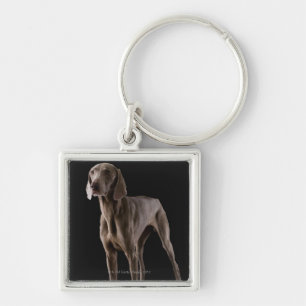Porte-clés Weimaraner, tir de studio