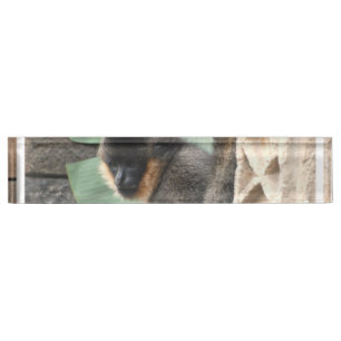 Porte-nom Pour Bureau Jeune singe de capucin