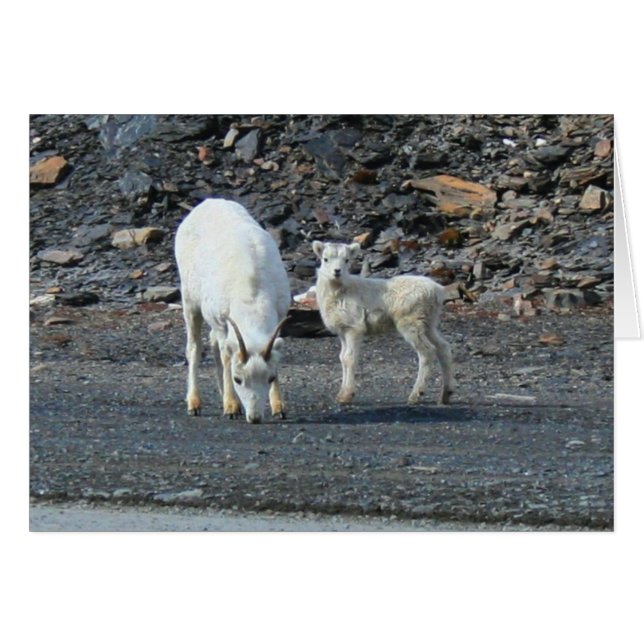 Portes de la carte blanche arctique (Devant horizontal)