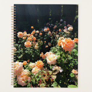 Portland Rose Garden