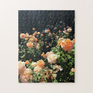 Portland Rose Garden, OR