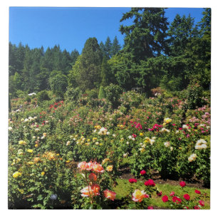 Portland Rose Garden, OR Fliese