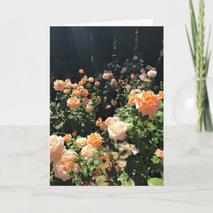 Portland Rose Garden, OR Karte