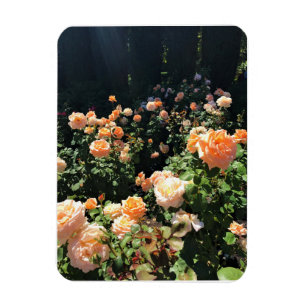 Portland Rose Garden, OR Magnet