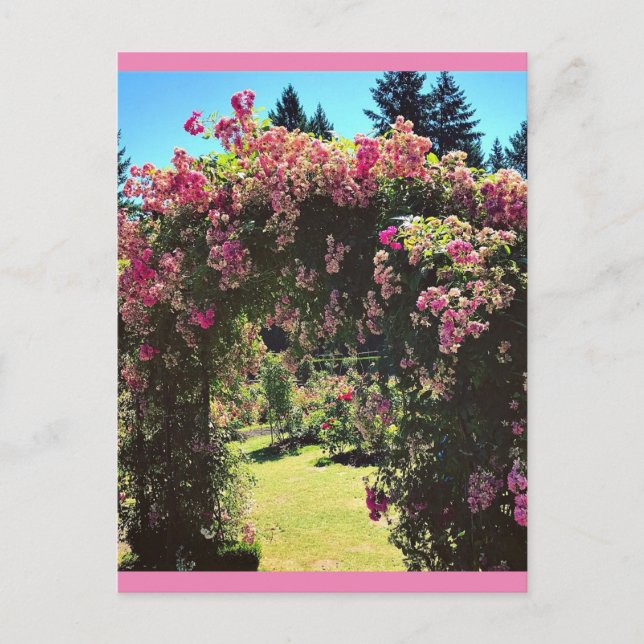 Portland Rose Garden, OR Postkarte (Vorderseite)