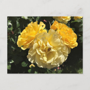 Portland Rose Garden, OR Postkarte