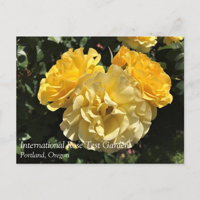 Portland Rose Garden, OR Postkarte (Vorderseite)