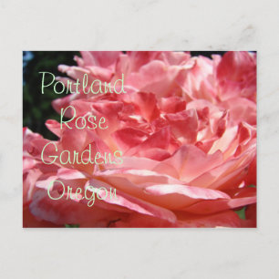 Portland Rose Gardens Postkarten Pinke Rosen Garte