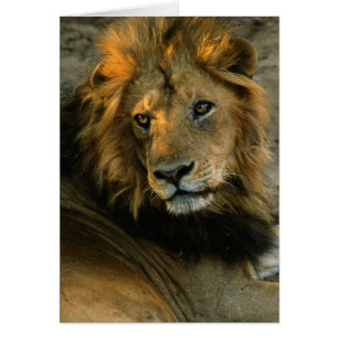 Portrait africain de lion