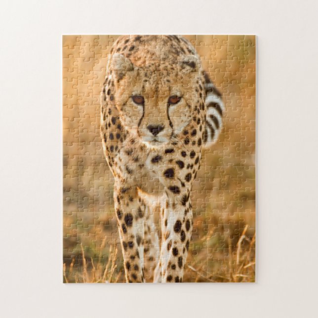 Portrait Cheetah (Acinonyx Jubatus), Massai (Vertikal)