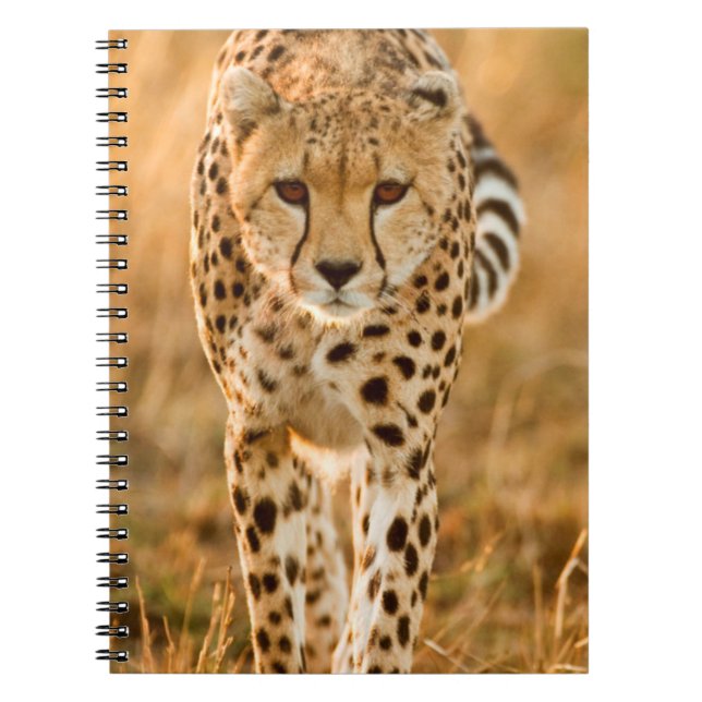 Portrait Cheetah (Acinonyx Jubatus), Massai Notizblock (Vorderseite)