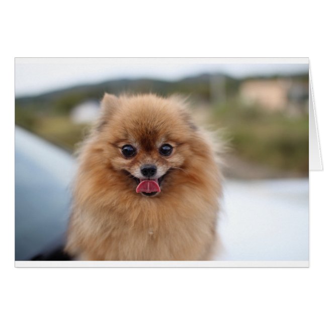 Portrait Chien de Poméranie (Devant horizontal)