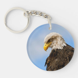 Portrait d'aigle américain dans la faune