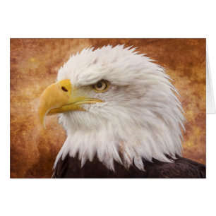 Portrait de Bald Eagle