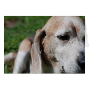 portrait de beagle
