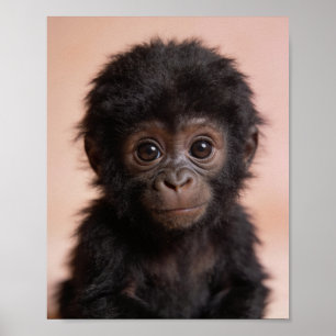 Portrait de bébé gorille pour la décoration de nur