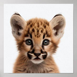 Portrait de bébé puma mignon | Affiche carrée 1:1