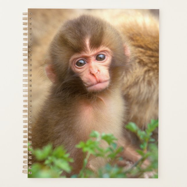 Portrait de bébé singe des neiges (Devant)