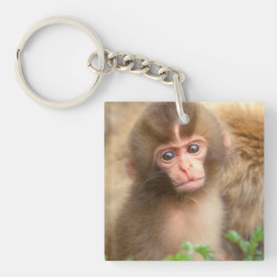 Portrait de bébé singe des neiges