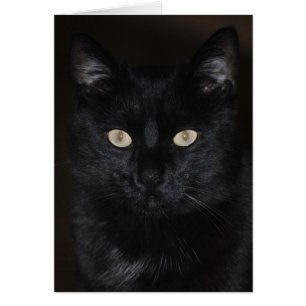 Portrait de Black Cat