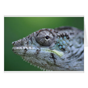 portrait de caméléon