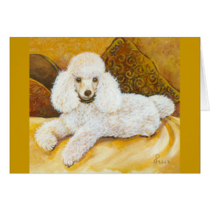 Portrait de caniche blanc