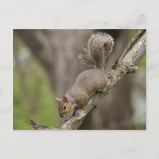 Portrait de carte postale Squirrel mignon NOUVEAU!