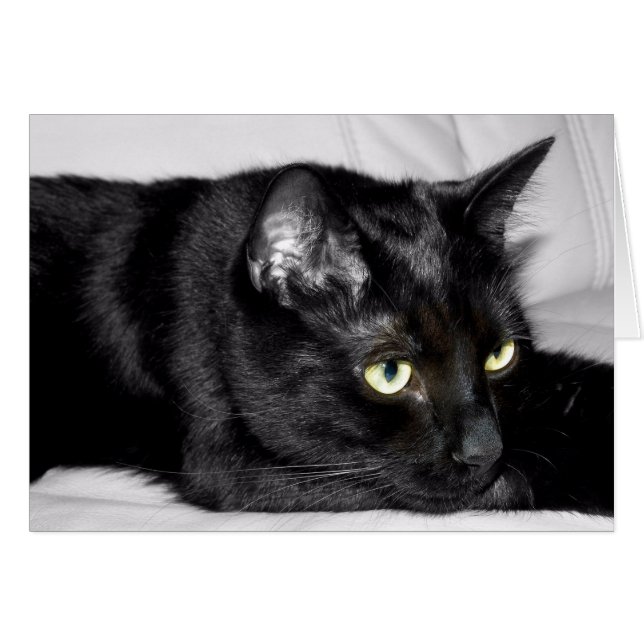 Portrait de chat noir mignon (Devant horizontal)