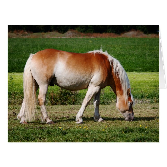 Portrait de cheval (Devant horizontal)