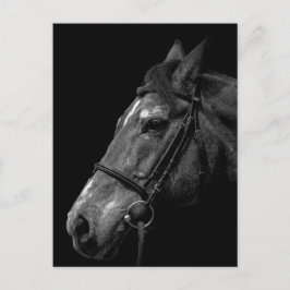 Portrait de cheval - Carte postale