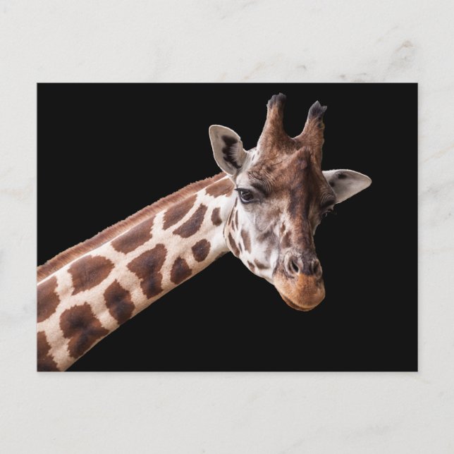 Portrait de girafe - carte postale (Devant)