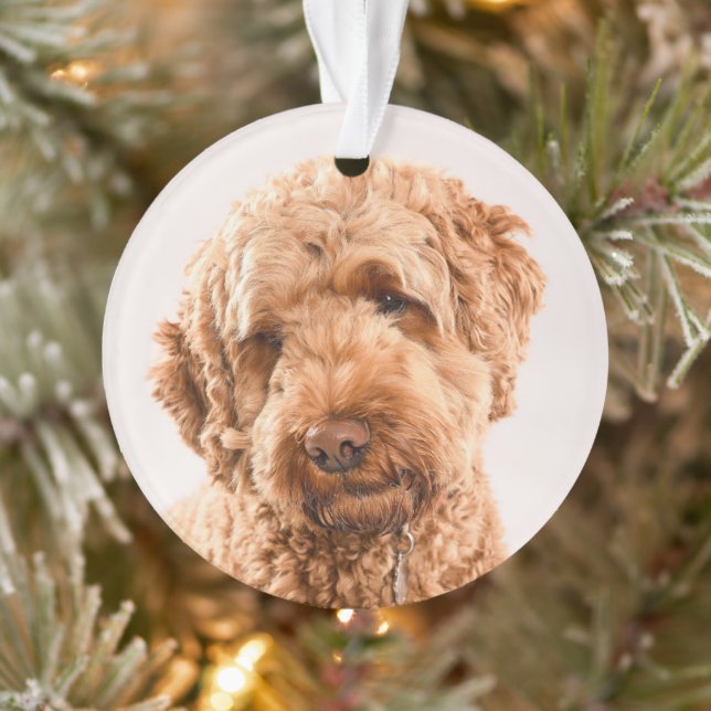Portrait de Goldendoodle Studio (Arbre)