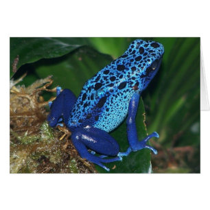 Portrait de grenouille à poison bleu