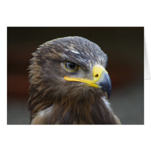Portrait de gros plan Steppe Eagle