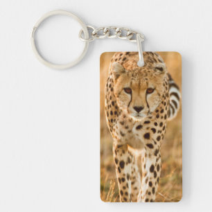 Portrait de guépard (Acinonyx Jubatus), Maasai